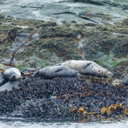 Pacific Harbour Seals