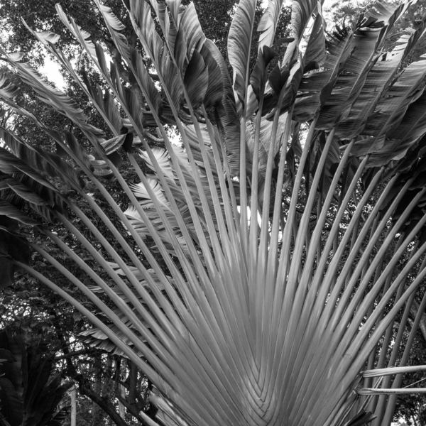 Long tree leafs Print