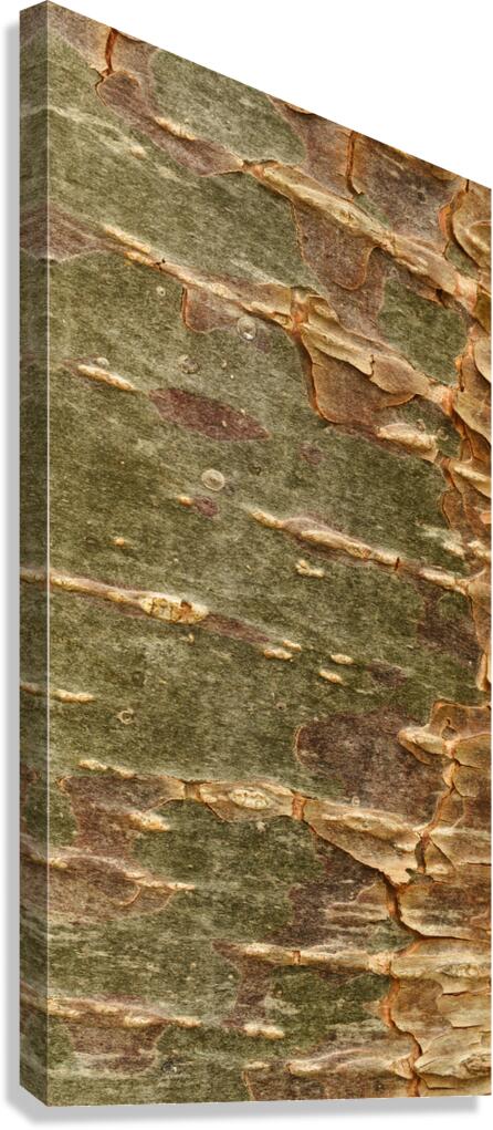 flatBark5 Canvas Print