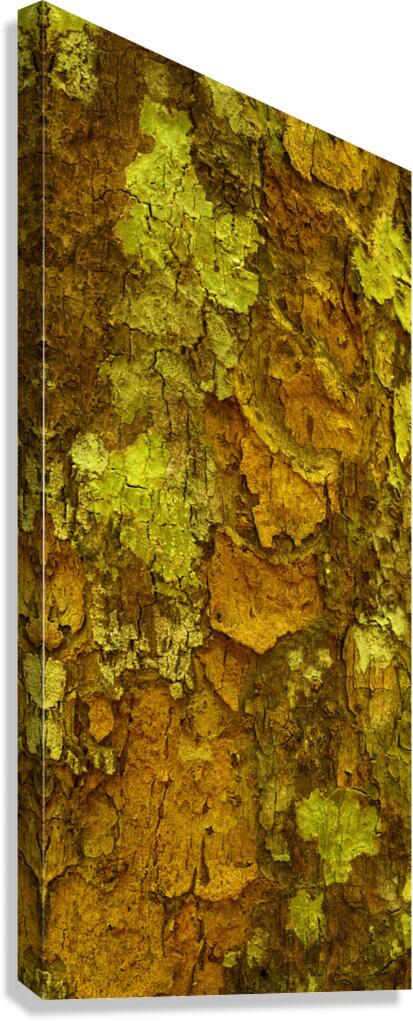 flatBark6 Canvas Print