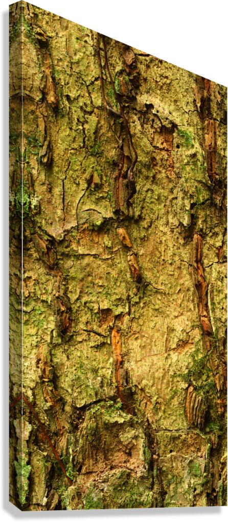 flatBark2 Canvas Print