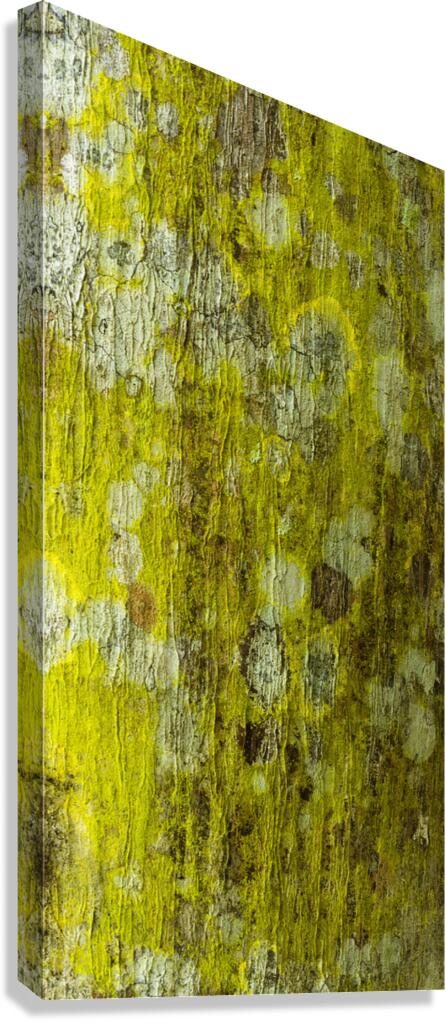 flatBark26 Canvas Print