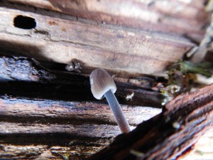 Brave Little Mushroom