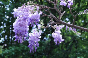 Wisteria
