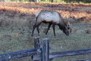 Bowing Elk