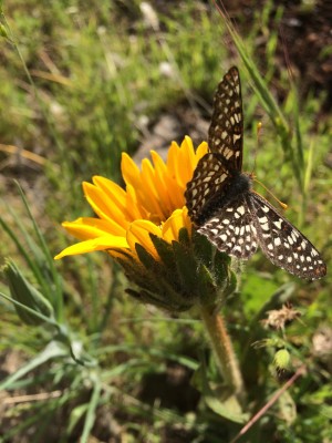 Butterfly on Arrowleaf 