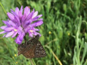 Butterfly on Wildflower