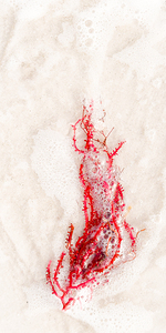 Naples Sand and Surf 1