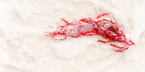 Naples Sand and Surf 17