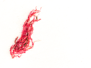 Naples Sand and Surf 13