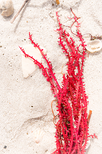 Naples Sand and Surf 30