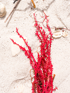 Naples Sand and Surf 33