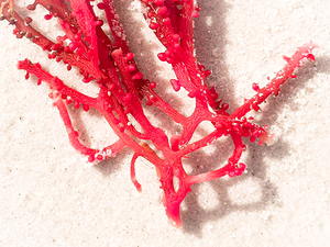 Naples Sand and Surf 39