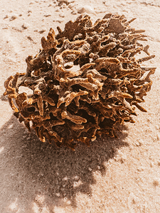 Naples Sand and Surf 34