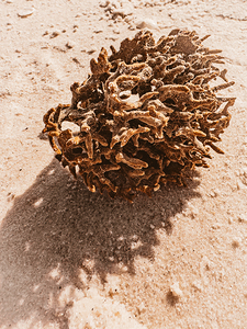 Naples Sand and Surf 18