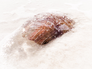 Naples Sand and Surf 12