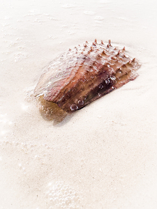 Naples Sand and Surf 27