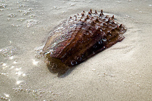 Naples Sand and Surf 10