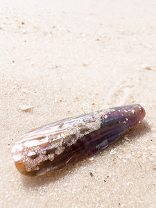 Naples Sand and Surf 8