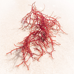 Naples Sand and Surf 29