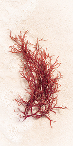 Naples Sand and Surf 35