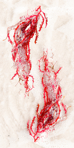 Naples Sand and Surf 32