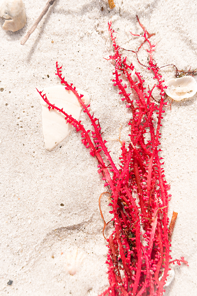 Naples Sand and Surf 30 Print