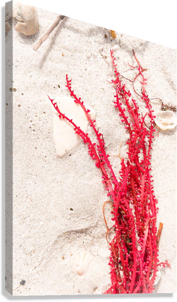 Naples Sand and Surf 30 Canvas Print