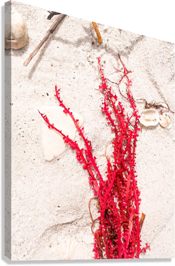 Naples Sand and Surf 33 Canvas Print