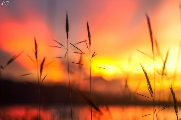 Sunset with grass by Koisen Wanori