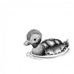 Turtle Duck