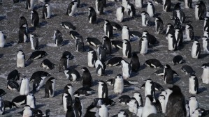 Antarctica Penguins deception island 