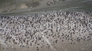 Antarctica Deception Island 