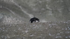 Penguin Chinstrap 