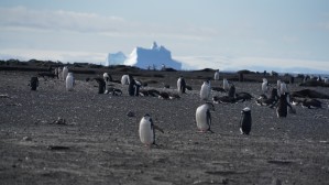 Penguins in Antarctica 