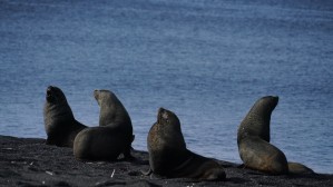 Sea lions at Antarctica 