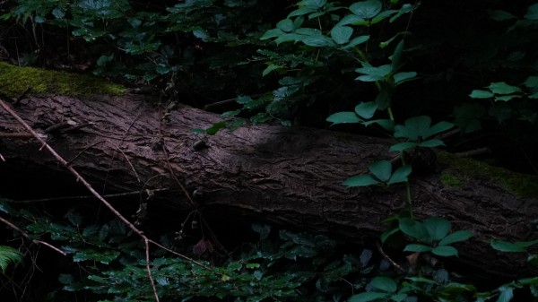 Sheffield Endcliffe Park by VantagePoint