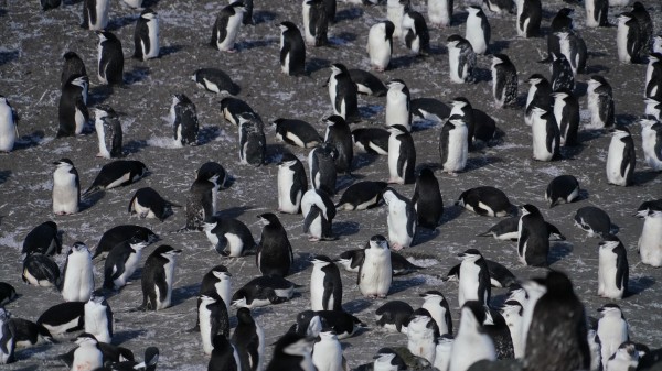 Antarctica Penguins deception island  by VantagePoint