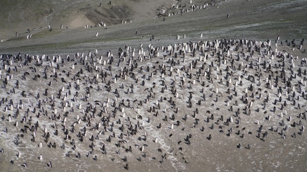 Antarctica Deception Island  by VantagePoint