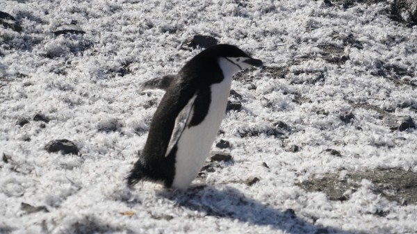 Penguin Chinstrap  Print