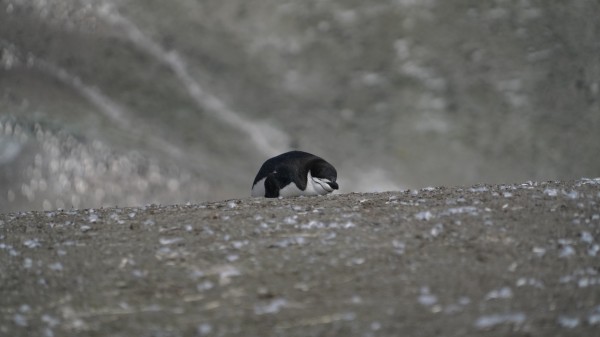 Penguin Chinstrap  Print
