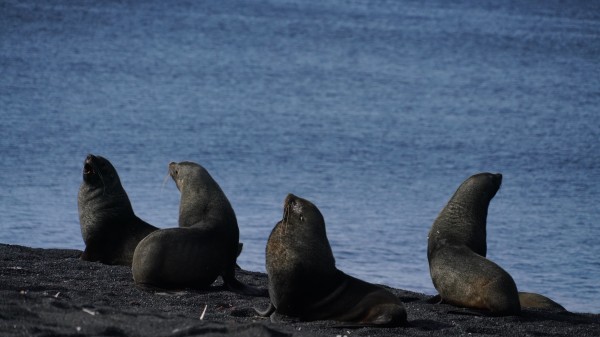Sea lions at Antarctica  by VantagePoint