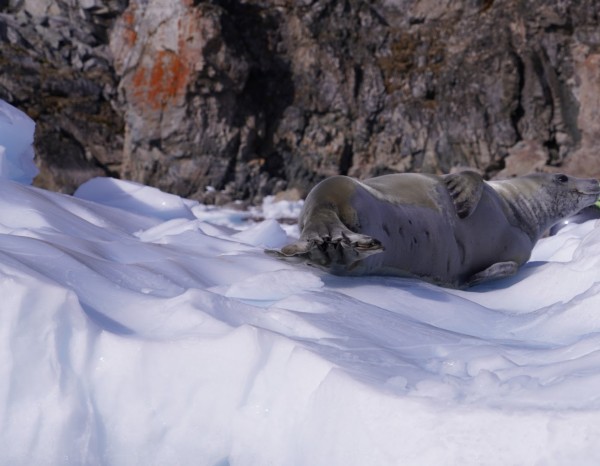 Antarctica   Print