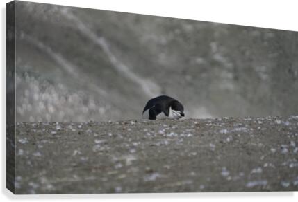 Penguin Chinstrap  Canvas Print