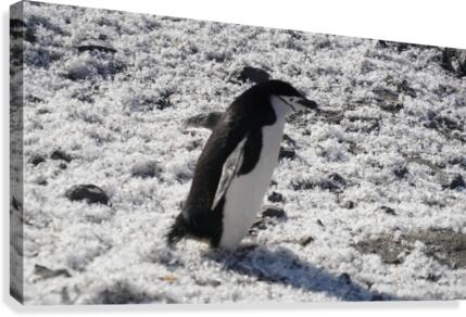 Penguin Chinstrap  Canvas Print