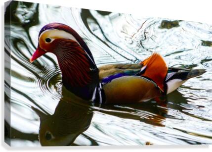 Mandarin Duck  Canvas Print