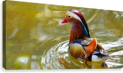 Mandarin Duck Reflecting  Canvas Print