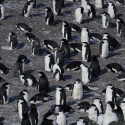 Antarctica Penguins deception island 