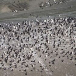 Antarctica Deception Island 