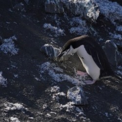 Antarctica